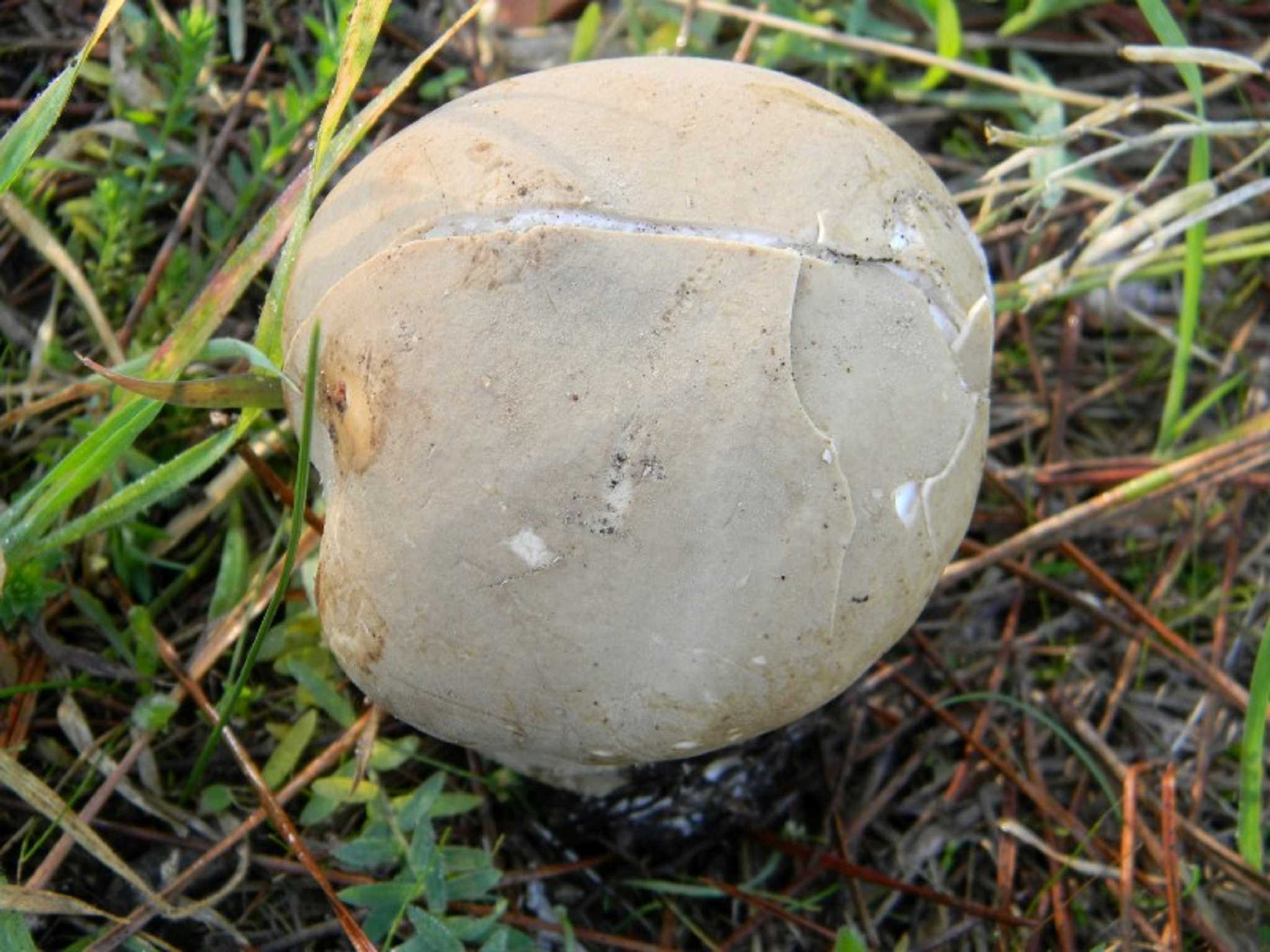 1820 Novembre vecchio ritrovamento